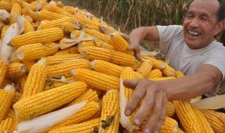 玉米价格每吨涨千元 玉米价格每吨多少钱